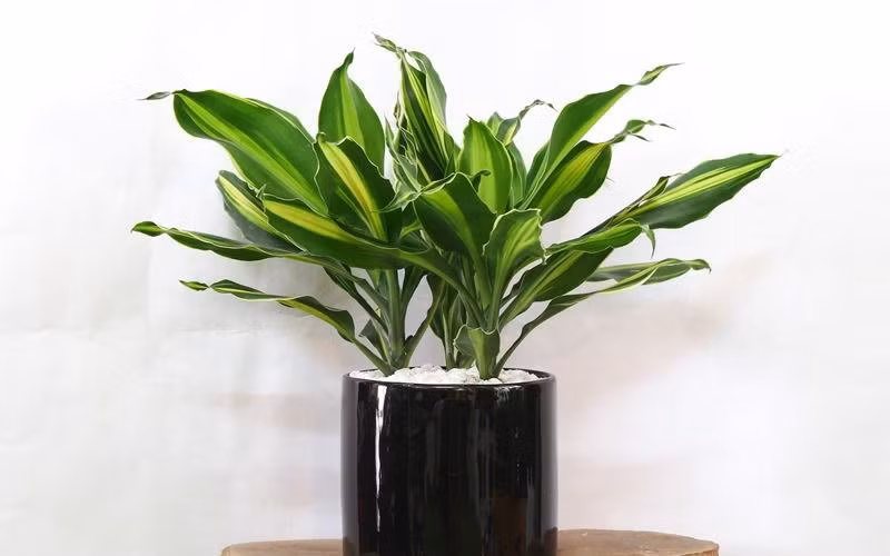 10 loại cây hút tài, đuổi tà 