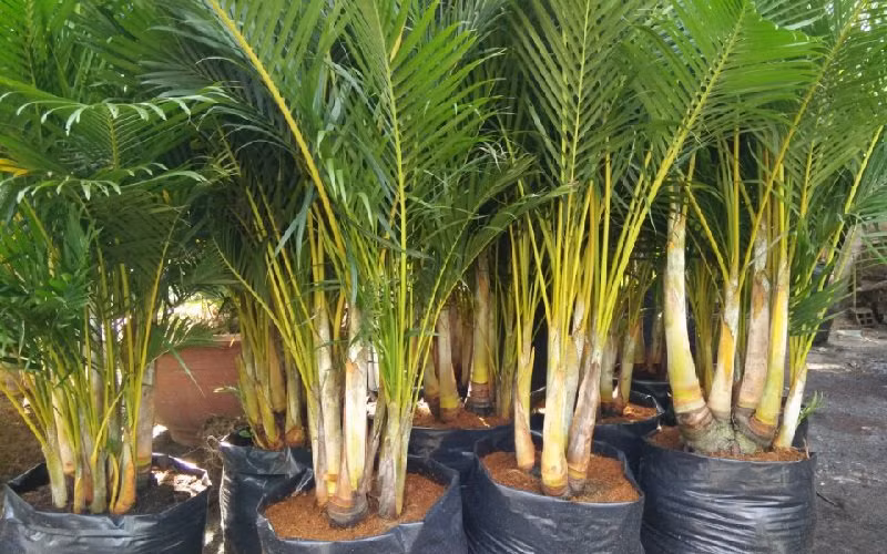 10 loại cây hút tài, đuổi tà 