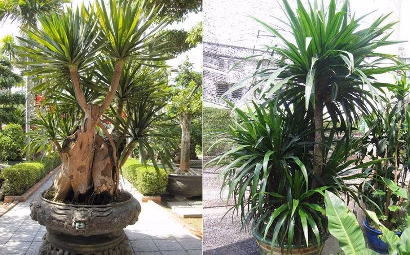 10 loại cây hút tài, đuổi tà 