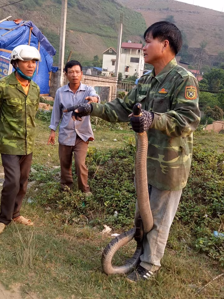 Sơn La: Bắt được rắn hổ mang "khủng" nặng gần 10kg hình ảnh 3 son la: bat duoc ran ho mang "khung" nang gan 10kg hinh anh 3