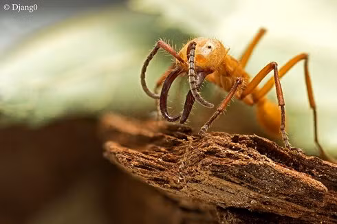 Kinh ngạc quy luật “Vòng tròn tự sát” của kiến quân đội ảnh 1 Kinh ngạc quy luật “Vòng tròn tự sát” của kiến quân đội ảnh 1