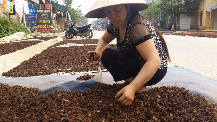 Những cánh hoa hồi được người dân thu về phơi khô, sàng lọc trước khi đưa vào lò nấu tinh dầu Những cánh hoa hồi được người dân thu về phơi khô, sàng lọc trước khi đưa vào lò nấu tinh dầu