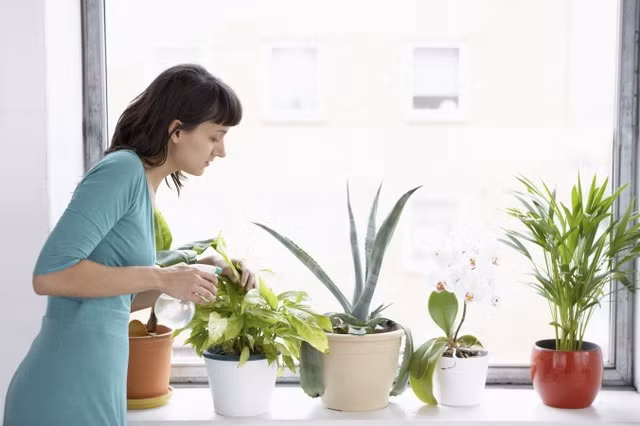 Cách đơn giản để bạn có thể “hít thở sạch” ngay trong nhà