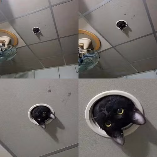 Camera hoạt động bằng cá. Camera hoạt động bằng cá.