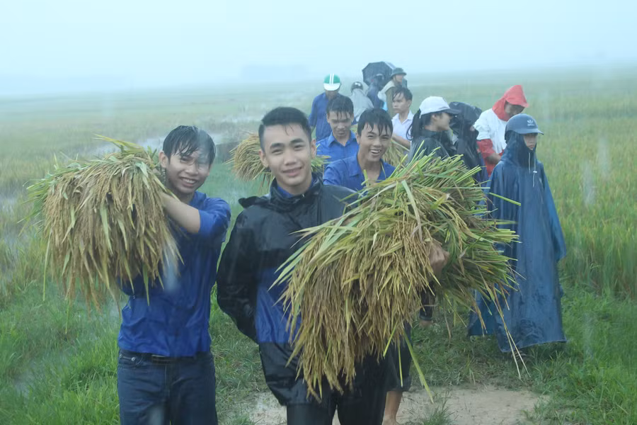 Đoàn viên thanh niên là chiến sỹ bộ đội huyện Triệu Sơn giúp dân thu hoạch lúa