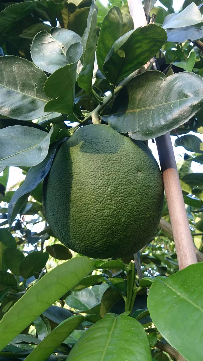 Vì sao không ăn bưởi trước khi uống thuốc? Vi sao khong an buoi truoc khi uong thuoc?