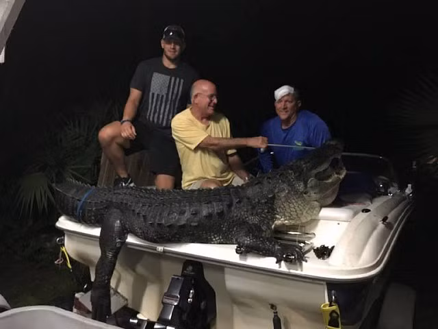 Ngỡ ngàng cá sấu khủng nặng 4,5 tạ ở Florida - Hình 1