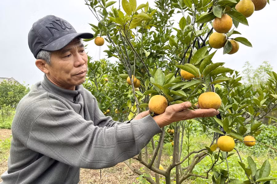 Ông Nguyễn Văn Cường bên vườn cam của gia đình.
