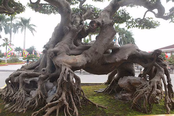 sanh co "ngọa hỏ tàng long" giá hon 32 tỷ dòng cua dai gia phu tho - 12