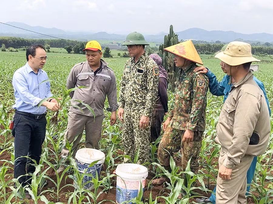 Anh Nguyễn Bá Trường (trái) hướng dẫn các hộ dân kỹ thuật trồng ngô sinh khối làm nguyên liệu cho Tập đoàn TH. Ảnh tư liệu. Anh Nguyễn Bá Trường (trái) hướng dẫn các hộ dân kỹ thuật trồng ngô sinh khối làm nguyên liệu cho Tập đoàn TH. Ảnh tư liệu.