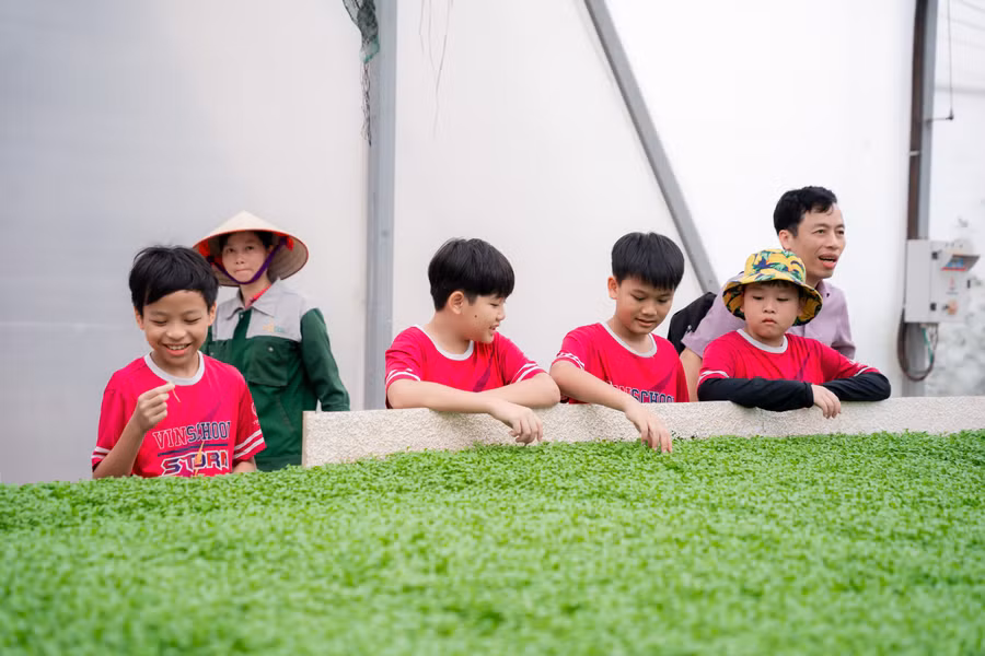 Các loại rau mầm đa dạng của WinEco được gieo trồng từ các hạt giống sạch và ủ trong nguồn đất/giá thể tiệt trùng giúp giữ vẹn nguyên hương vị và độ tươi ngon.