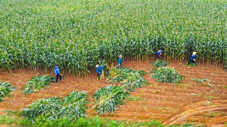 Xung quanh trang trại Vinamilk đã xuất hiện nhiều cánh đồng ngô (bắp) tiền tỷ của bà con nông dân.