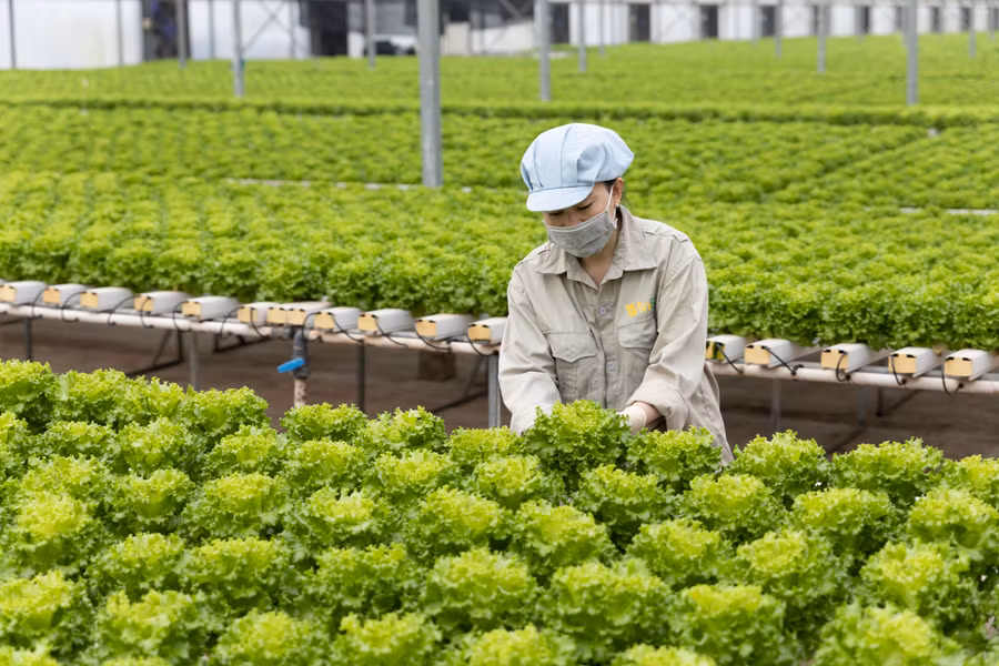 Xà lách lolo trồng tại nông trường công nghệ cao WinEco Xà lách lolo trồng tại nông trường công nghệ cao WinEco