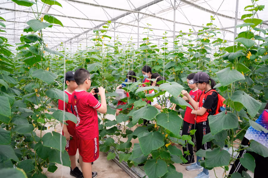 Những khoảnh khắc vui nhộn và sôi động khi các bạn nhỏ cùng tham quan nông trại.