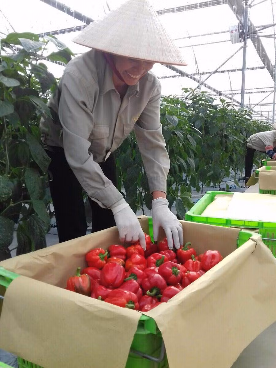Nụ cười lao động của nhân viên WinEco khi thu hoạch ớt chuông