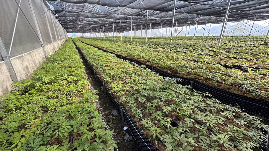 Bên trong nhà màng trồng sâm của Cỏ Mềm. Bên trong nhà màng trồng sâm của Cỏ Mềm.