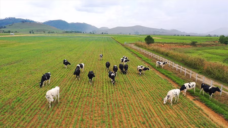Dự án Tổ hợp trang trại Lao-Jagro có quỹ đất rộng, quy mô khi hoàn thành có thể lên đến 100.000 con.