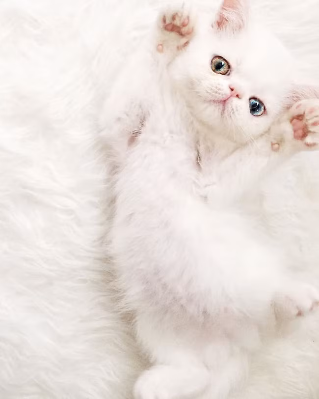 Chú mèo xinh đẹp sở hữu đôi mắt hai màu lấp lánh tựa pha lê ảnh 2