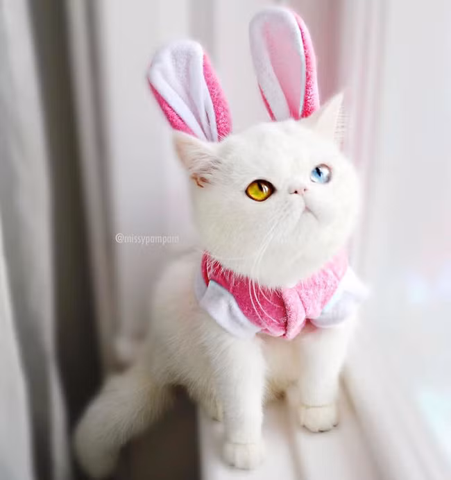 Chú mèo xinh đẹp sở hữu đôi mắt hai màu lấp lánh tựa pha lê ảnh 6