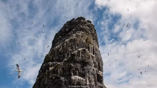 Vách đá cao sừng sững ở St Kilda. Ảnh: BBC.