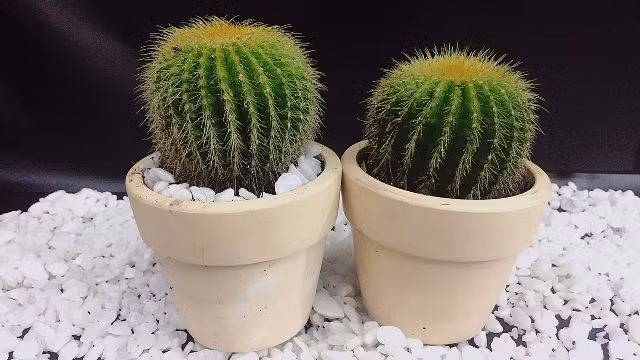 &nbsp;12 con giáp chọn đúng loại cây này sẽ may mắn giàu có quanh năm ảnh 5