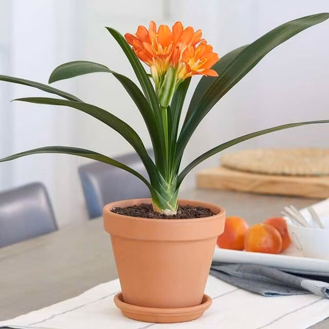 &nbsp;12 con giáp chọn đúng loại cây này sẽ may mắn giàu có quanh năm ảnh 8