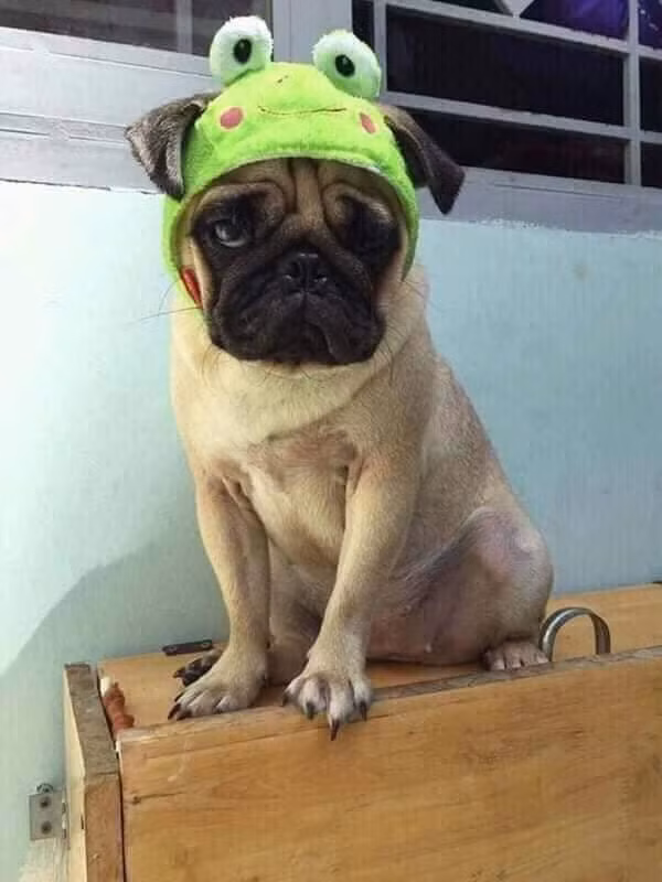 Nuôi một năm đã to thế này rồi.