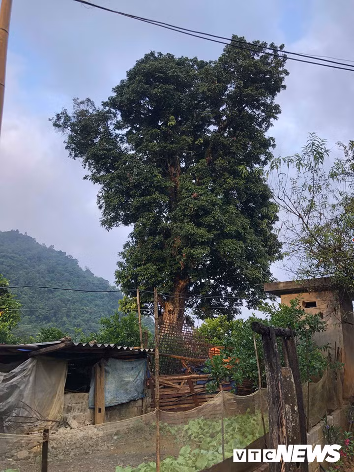 Kỳ bí 3 cây vải khổng lồ có từ thời ‘Đẻ đất đẻ nước’ giữa rừng Pù Luông