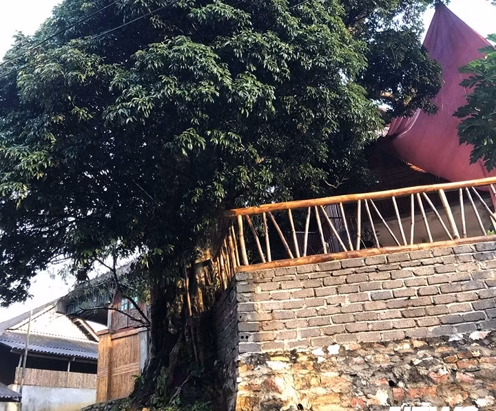 Không ai biết cây vải trước cửa nhà anh Thạn có từ khi nào.