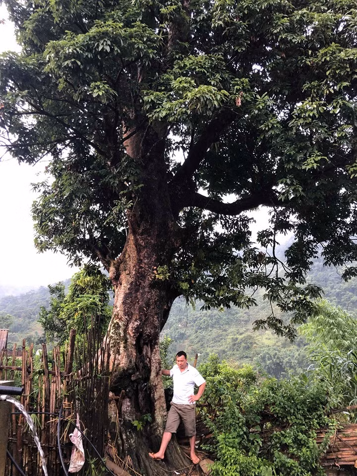 Kỳ bí 3 cây vải khổng lồ có từ thời ‘Đẻ đất đẻ nước’ giữa rừng Pù Luông