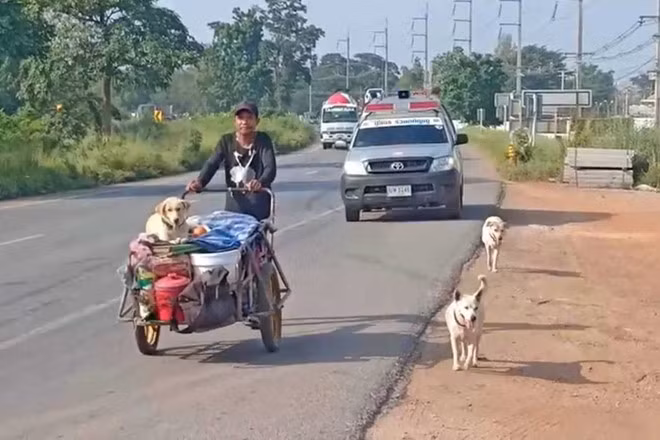 Ông Sakchai đẩy chiếc xe trên đường cùng 3 chú chó. Bên trong chiếc xe có một bình đựng tro cốt của vợ ông. Ảnh: Bangkok Post.