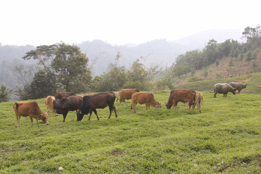Chăn nuôi đại gia súc đang là hướng đi thoát nghèo của đồng bào Mông ở Nghệ An. Chăn nuôi đại gia súc đang là hướng đi thoát nghèo của đồng bào Mông ở Nghệ An.