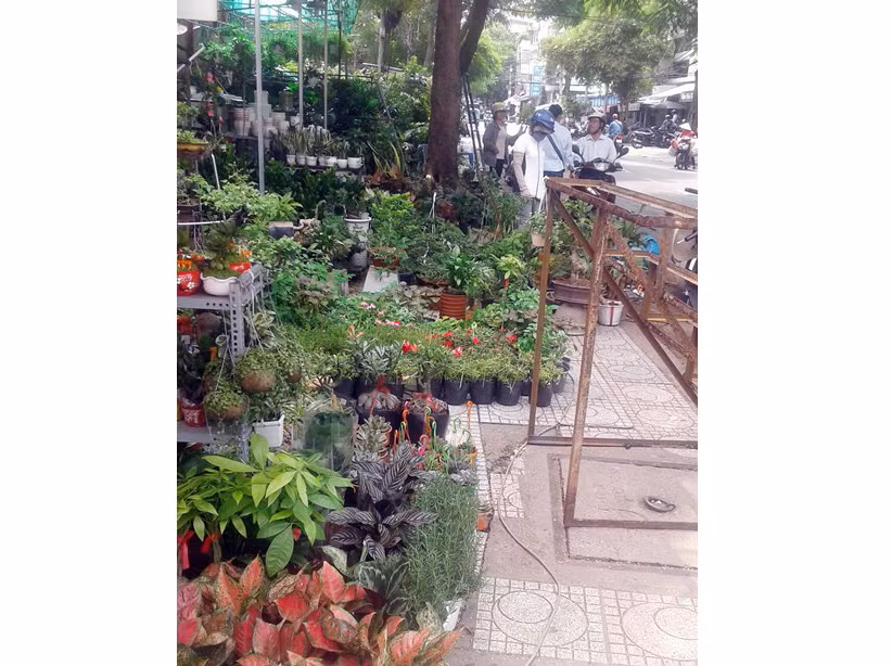 Vỉa hè thành nơi bày bán cây cảnh