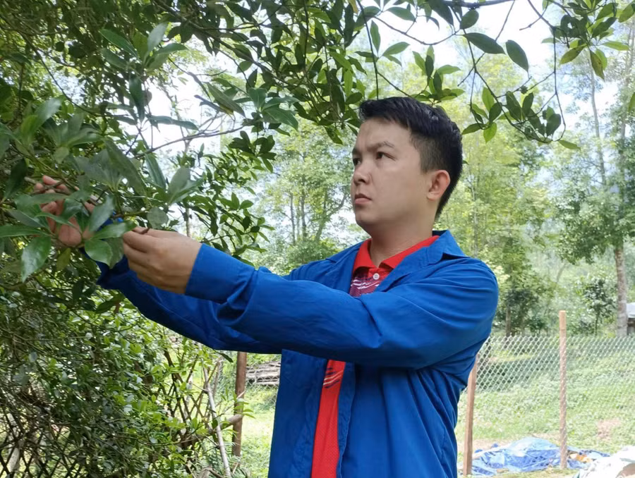 Chàng trai người Tày nỗ lực làm giàu trên mảnh đất quê hương.