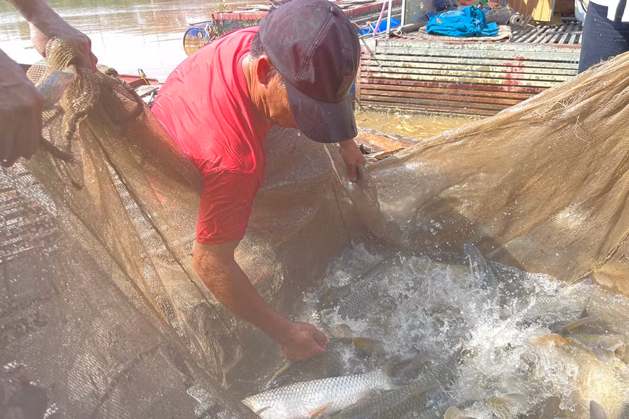 Người dân thu hoạch cá trắm trên lòng hồ thủy điện Châu Thắng.