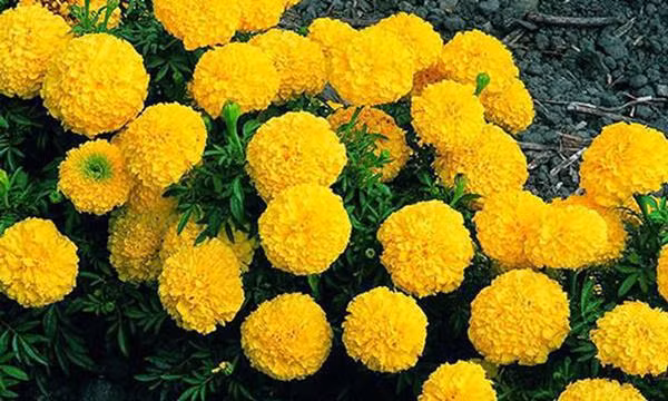 6 loai hoa “cuc dep” khien ruoi muoi “dot tu”, khong dam vao nha hinh anh 3