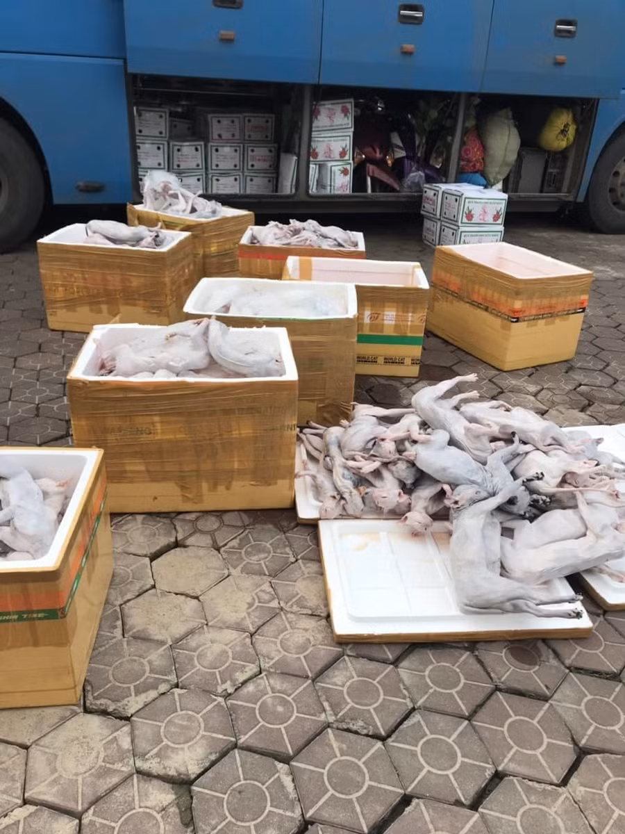 Gần 1 tấn thịt mèo thối được đựng trong 9 thùng xốp, giấu trong thùng xe 1 tấn thịt