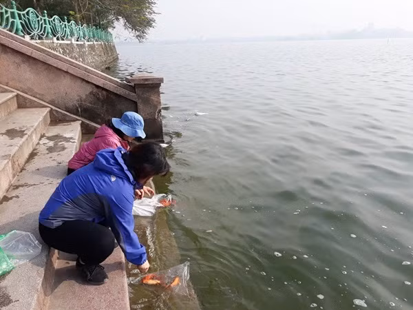 Điều cấm kỵ khi phóng sinh cá chép ngày ông Công ông Táo