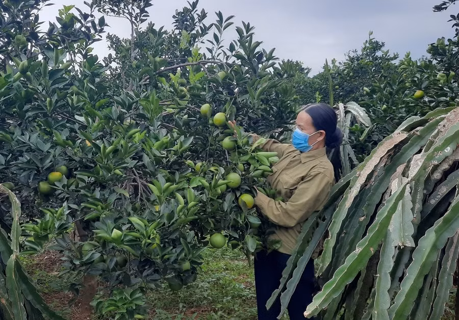 Mô hình trồng cây ăn quả của gia đình chị Thắm mang lại hiệu quả kinh tế cao.