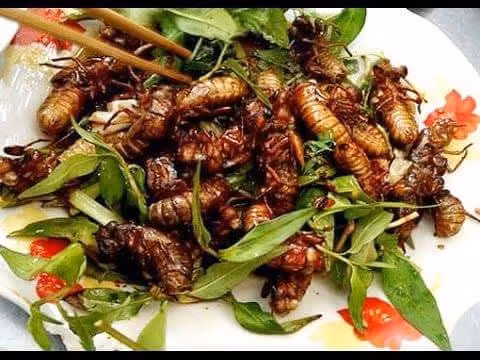 Nhộng ve sầu giá tiền triệu/kg cháy hàng mùa World Cup