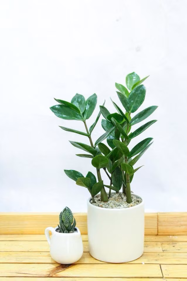 Cây phong thủy ngày nay được nhiều người chọn mua.