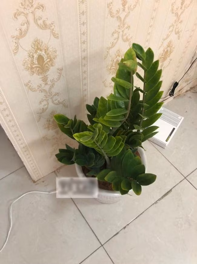 Các chị em hãy coi chừng những chậu cây phong thủy của chồng nhé.