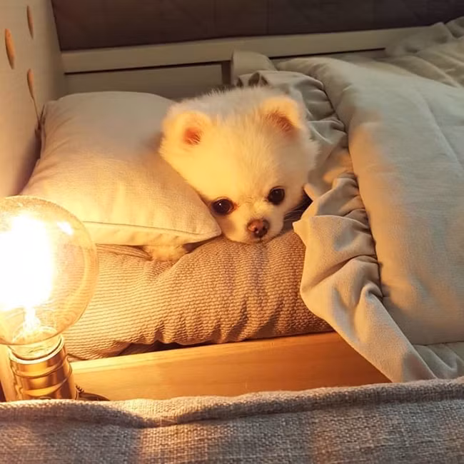 Làm quen với chú chó phốc sóc xinh như thú bông ảnh 3 Làm quen với chú chó phốc sóc xinh như thú bông ảnh 3