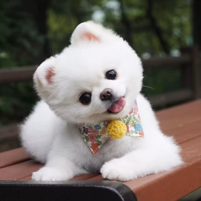 Làm quen với chú chó phốc sóc xinh như thú bông ảnh 2 Làm quen với chú chó phốc sóc xinh như thú bông ảnh 2
