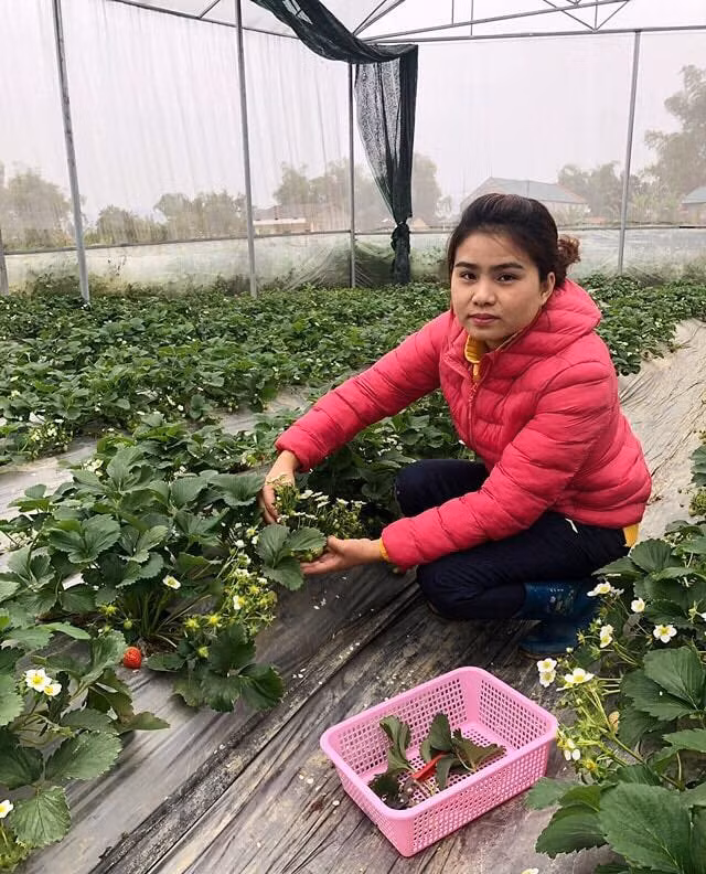 Nữ Thạc sĩ 9X người Tày trồng dâu tây, hoa hồng cho doanh thu 2 tỷ đồng/năm - 2