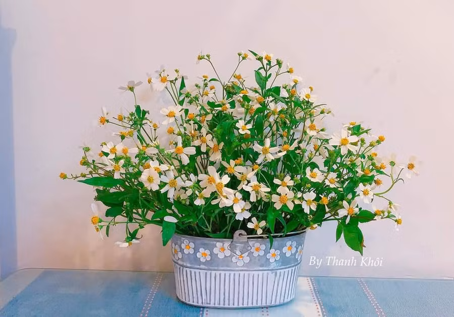 Tử vi 12 cung hoàng đạo 28/11: Song Ngư tràn đầy năng lượng