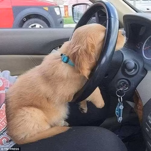 Dáng ngủ khó đỡ của bác tài đáng yêu. Dáng ngủ khó đỡ của bác tài đáng yêu.