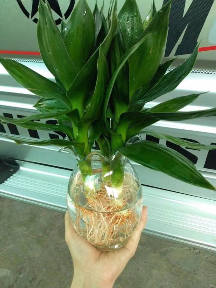 Trồng những loại cây này đúng chỗ, tài lộc tự nhiên kéo đến ảnh 4