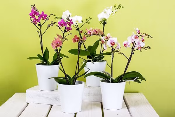 Trồng những loại cây này đúng chỗ, tài lộc tự nhiên kéo đến ảnh 2