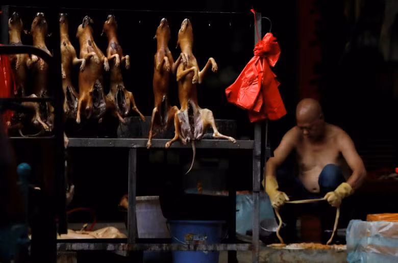 lễ hội,thịt chó,Trung Quốc